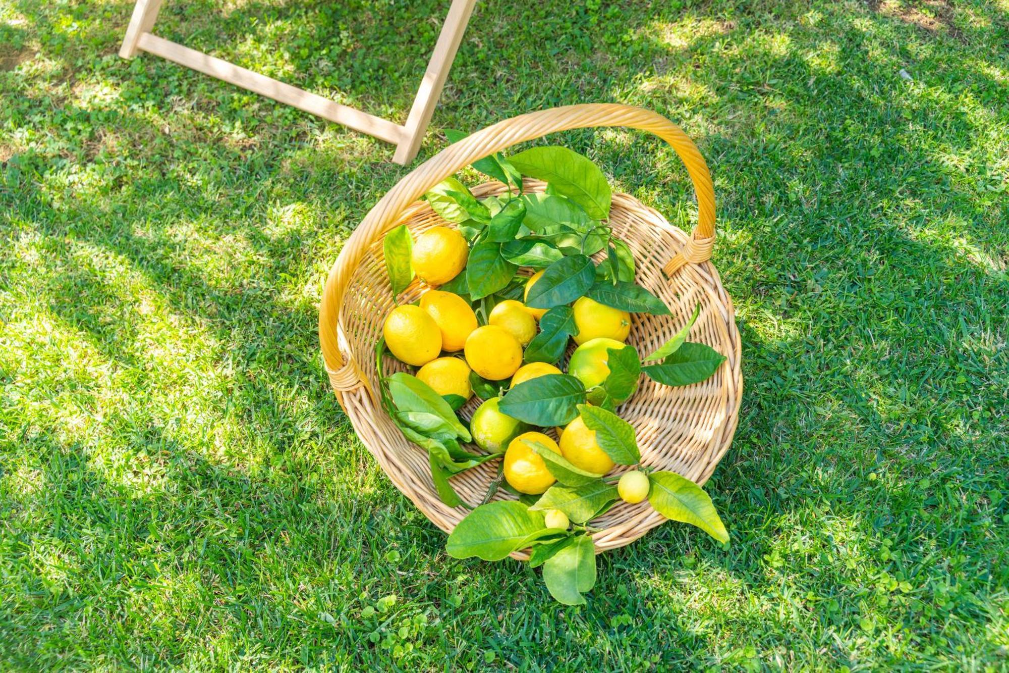 מליני Villa Lemon Garden - Apartment In Dubrovnik מראה חיצוני תמונה