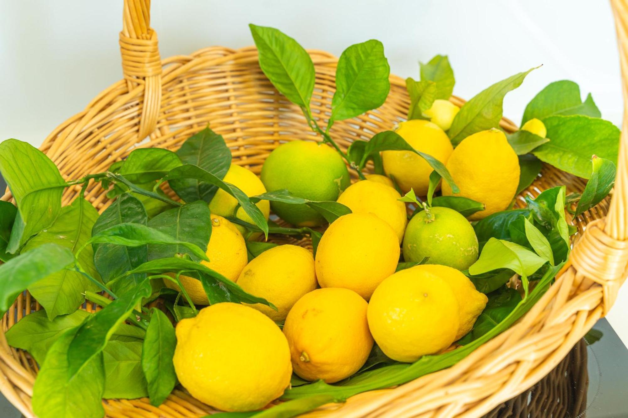 מליני Villa Lemon Garden - Apartment In Dubrovnik מראה חיצוני תמונה